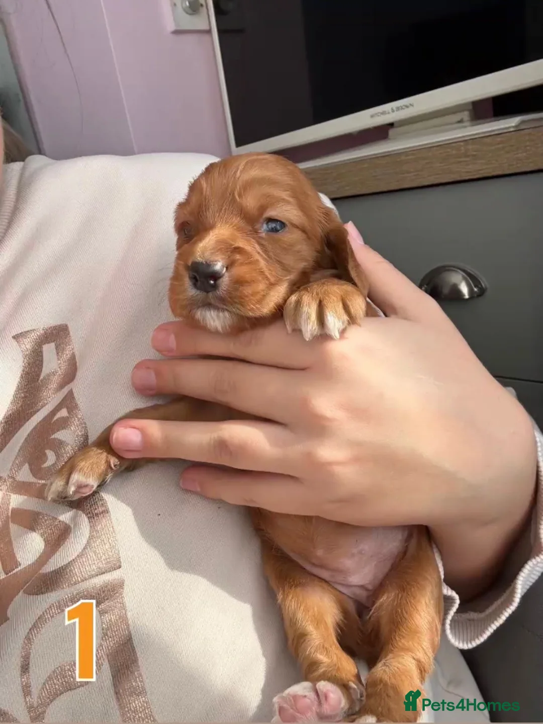 Cocker Spaniel dogs for sale: 7 Girls Cocker Spaniel Puppies (working) - Advert 10