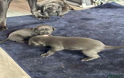 Cane Corso dogs for sale: Beautiful cane corso puppies  - Image 31