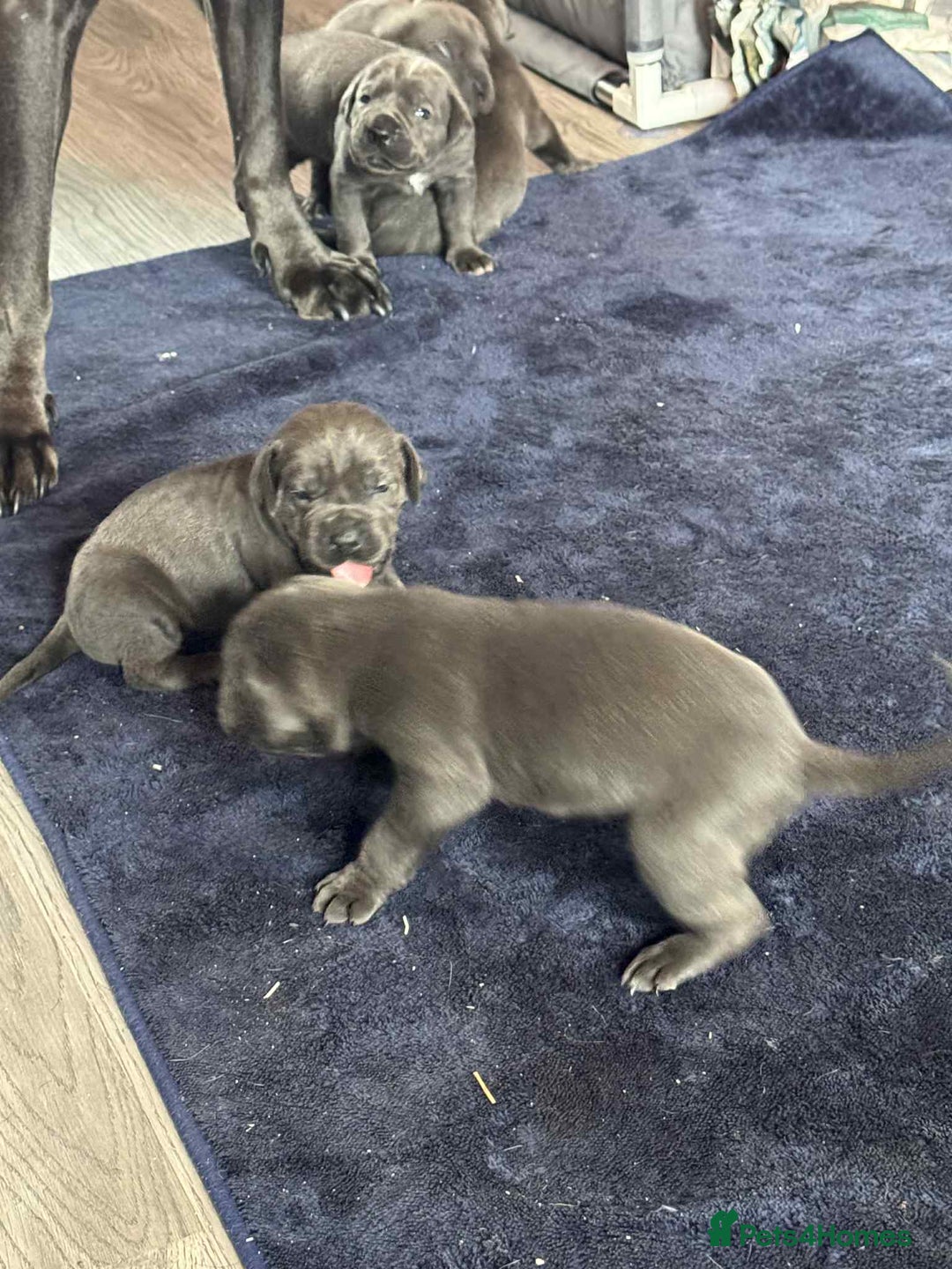 Cane Corso dogs for sale: Beautiful cane corso puppies  - Image 31