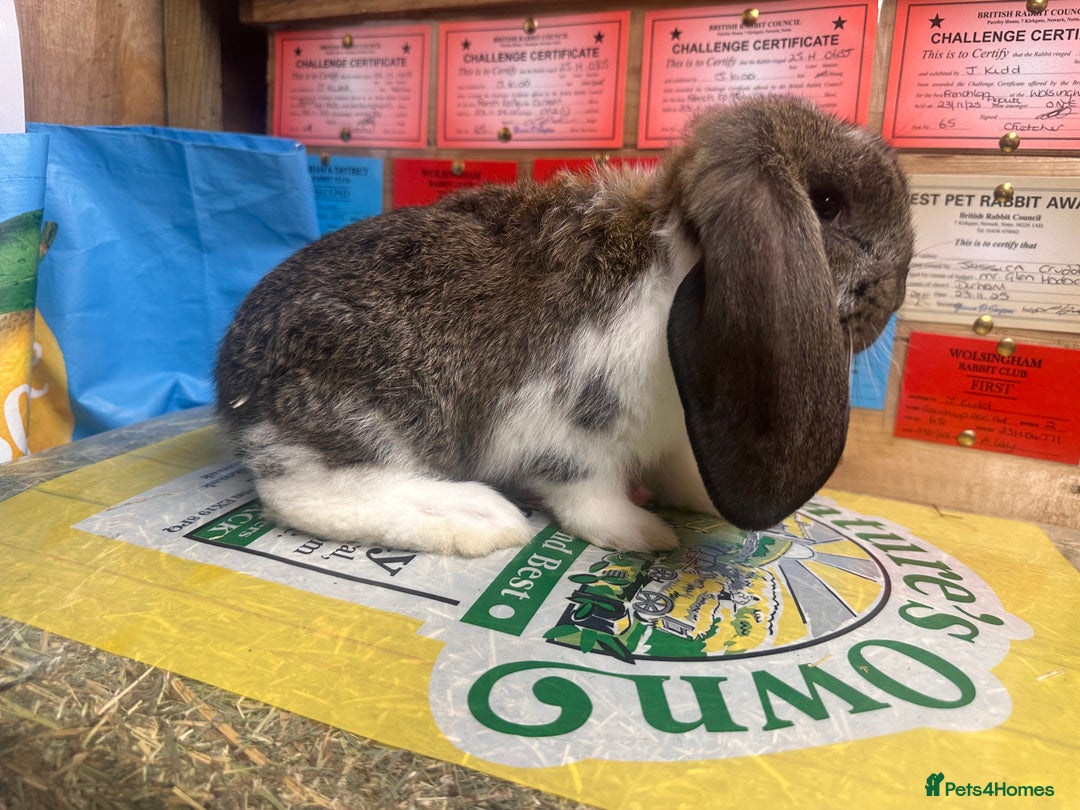 French Lop rabbits for sale: French lops - Advert 5