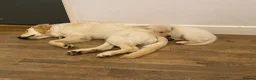 Golden Retriever dogs for sale: Golden retriever puppies  in Newnham - Advert 3