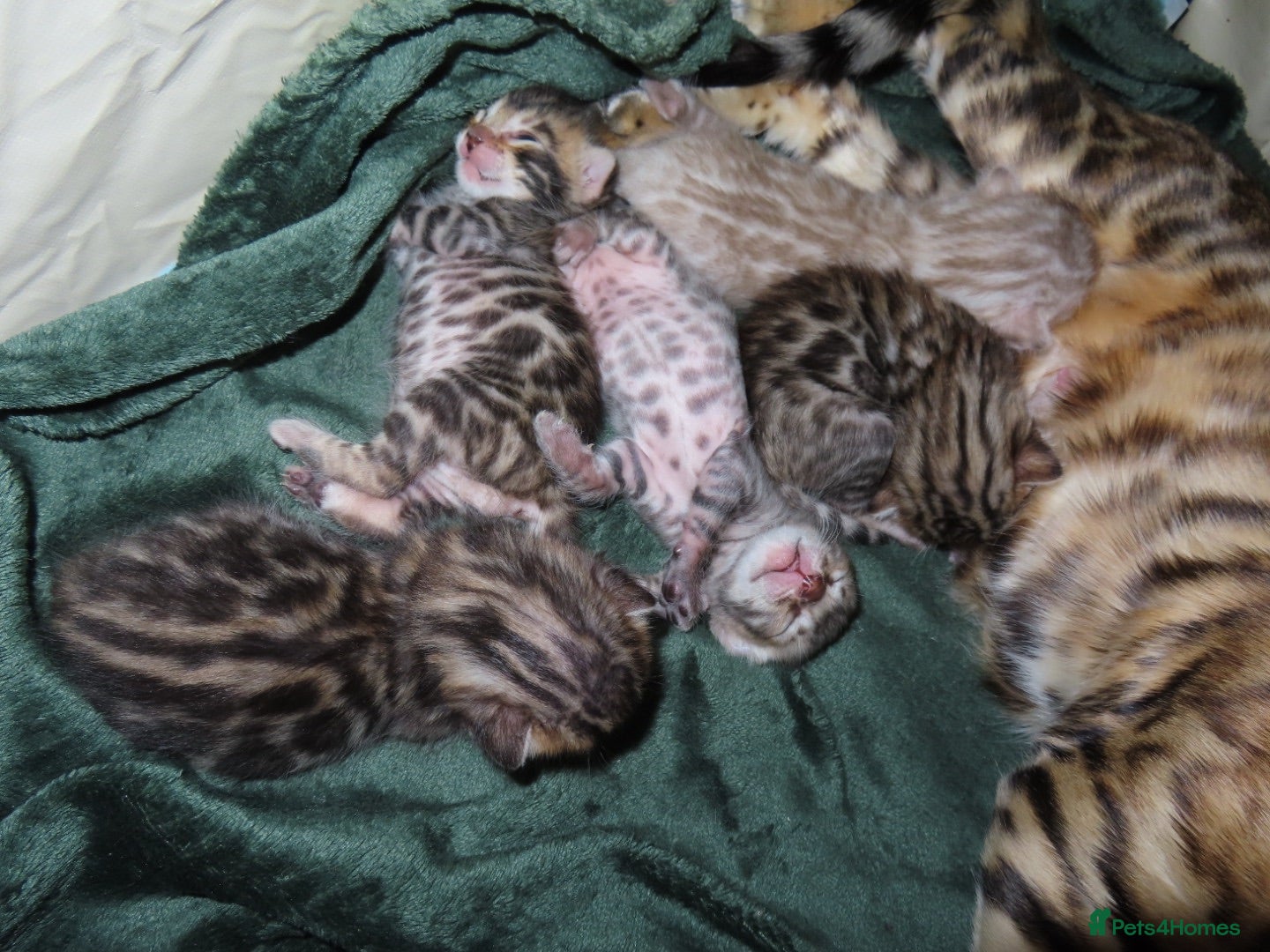Bengal cats Spots and Sass | TICA BENGAL KITTENS - Advert 9