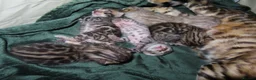 Bengal cats for sale: Spots and Sass | TICA BENGAL KITTENS in Birmingham - Advert 7