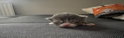 Mixed Breed cats for sale: 4 mixed breed kittens - Advert 8