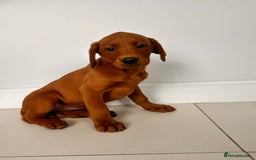 Labrador Retriever dogs for sale: Darkest Fox Red Labrador Puppies  - Image 7