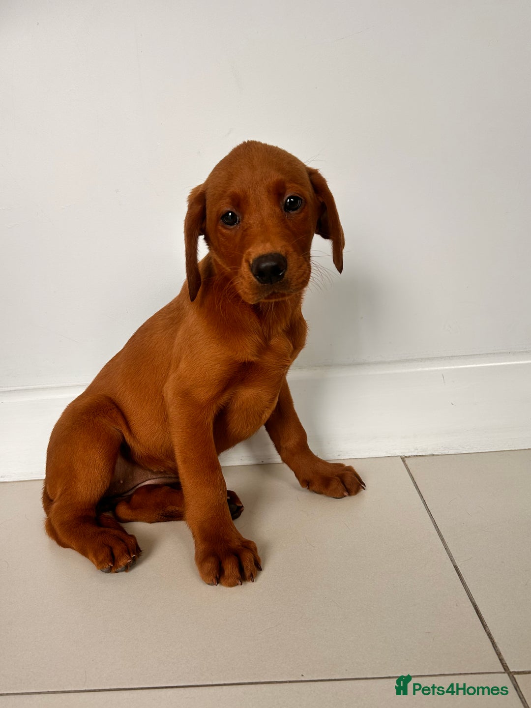 Labrador Retriever dogs for sale: Darkest Fox Red Labrador Puppies  - Image 7
