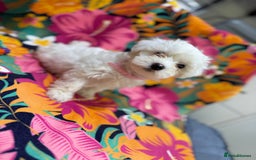 Maltese dogs for sale: Maltese Puppies - Image 5