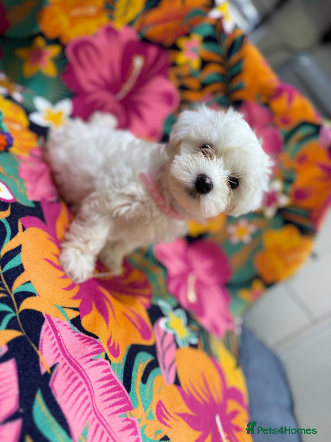 Maltese dogs for sale: Maltese Puppies - Image 5