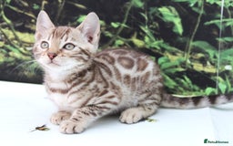 Bengal cats for sale: CUTE SNOW & BROWN BENGAL KITTENS (TICA REG) - Image 3