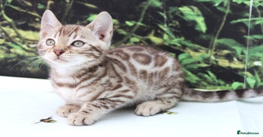 Bengal cats - Advert 1