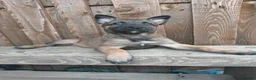 Belgian Shepherd Dog dogs for sale: KC registered Malinois puppies - Advert 20