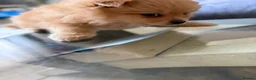 Pomeranian dogs for sale: Beautiful Pomeranian Girl  - Advert 3