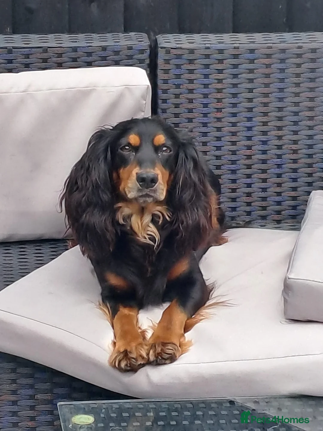 Cocker Spaniel dogs for sale: Outstanding KC cocker spaniel puppies  - Advert 2