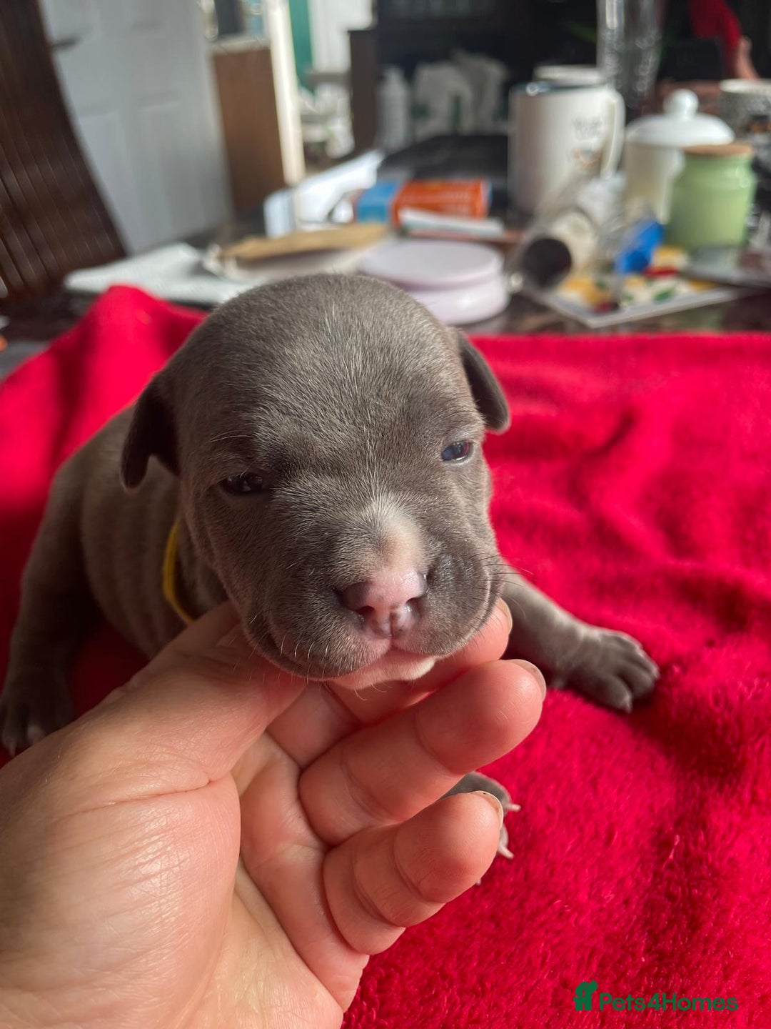 Staffordshire Bull Terrier dogs for sale: Mariusz  - Image 21