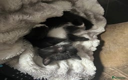 British Shorthair cats for sale: Beautiful British shorthair kitty!! - Image 5