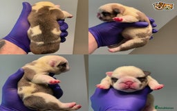 English Bulldog dogs for stud: QUALITY RED AND WHITE BULLDOG STUD DISCOUNT CHIPS in Sunderland - Image 17