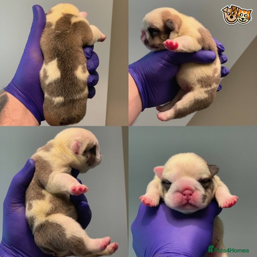 English Bulldog dogs for stud: QUALITY RED AND WHITE BULLDOG STUD DISCOUNT CHIPS in Sunderland - Image 17