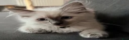 Ragdoll cats for sale:  Last one looking forever home, ready to go now  - Advert 12