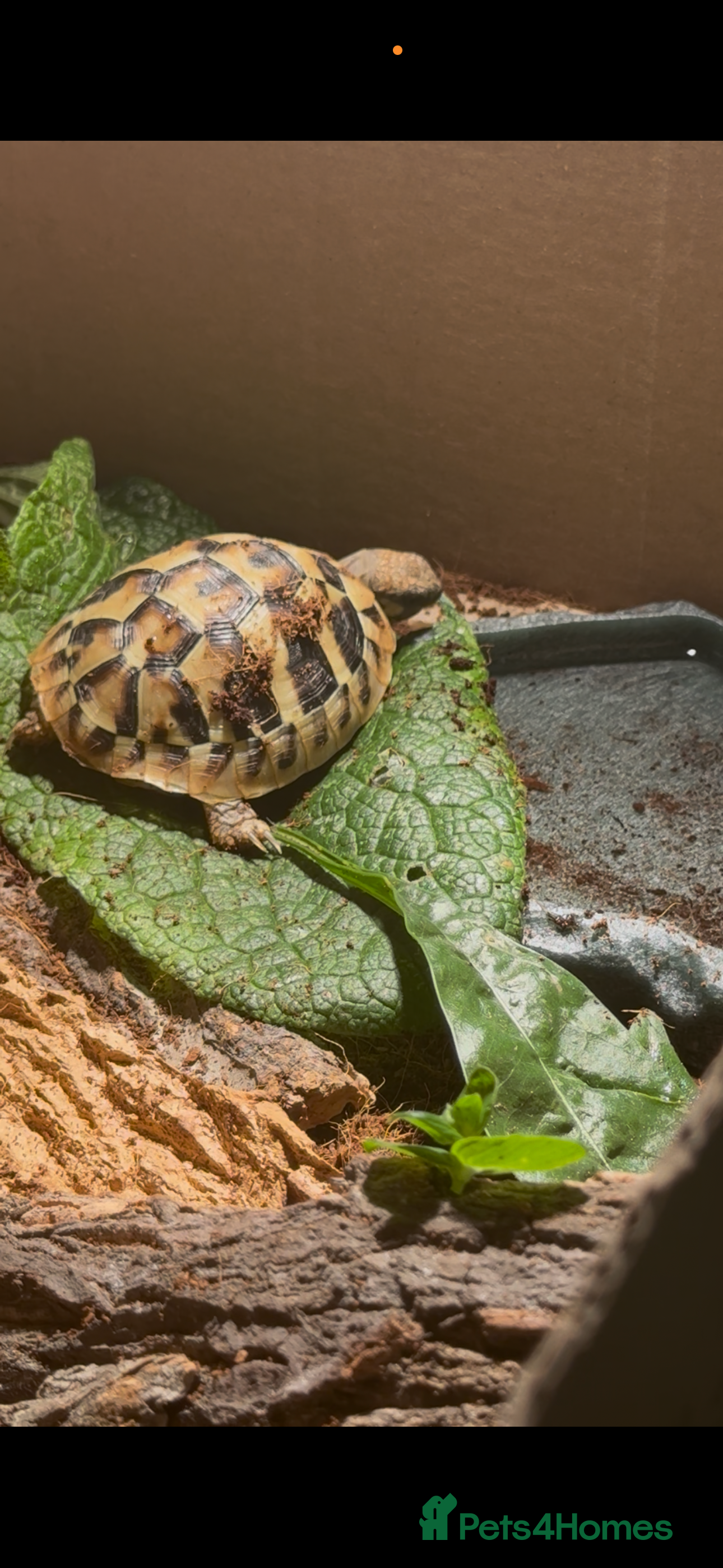 Hermann Tortoise reptiles Beautiful Baby Herman’s tortoise  - Advert 1