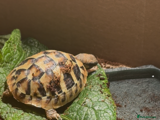 Hermann Tortoise reptiles Beautiful Baby Herman’s tortoise - Advert 2
