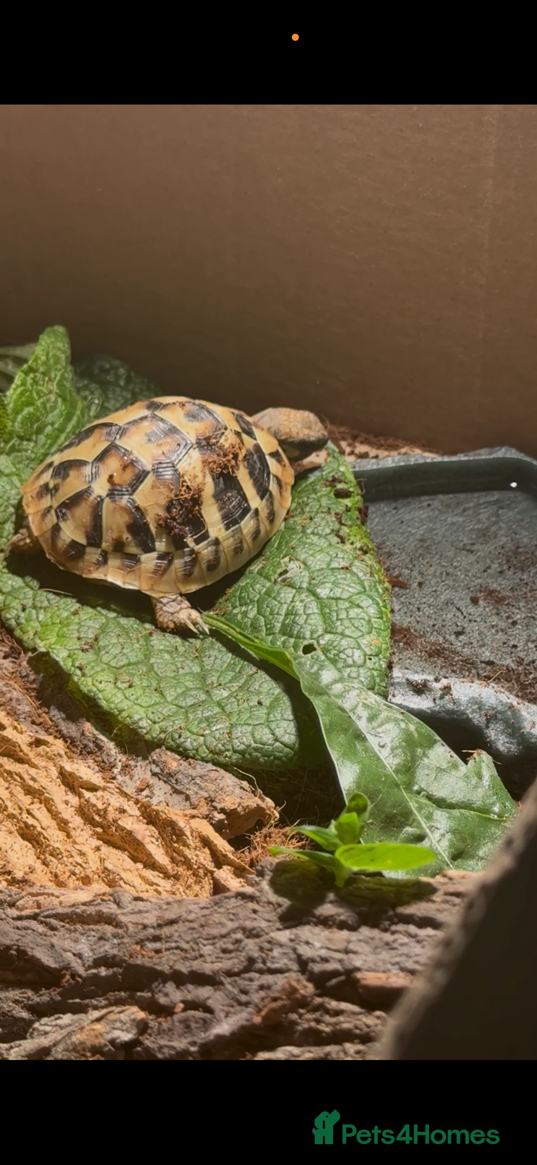 Hermann Tortoise reptiles for sale: Beautiful Baby Herman’s tortoise  - Advert 1