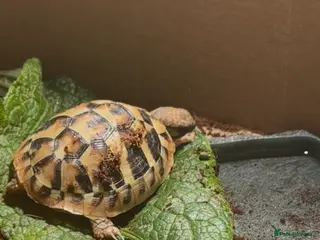 Hermann Tortoise reptiles Beautiful Baby Herman’s tortoise - Advert 2