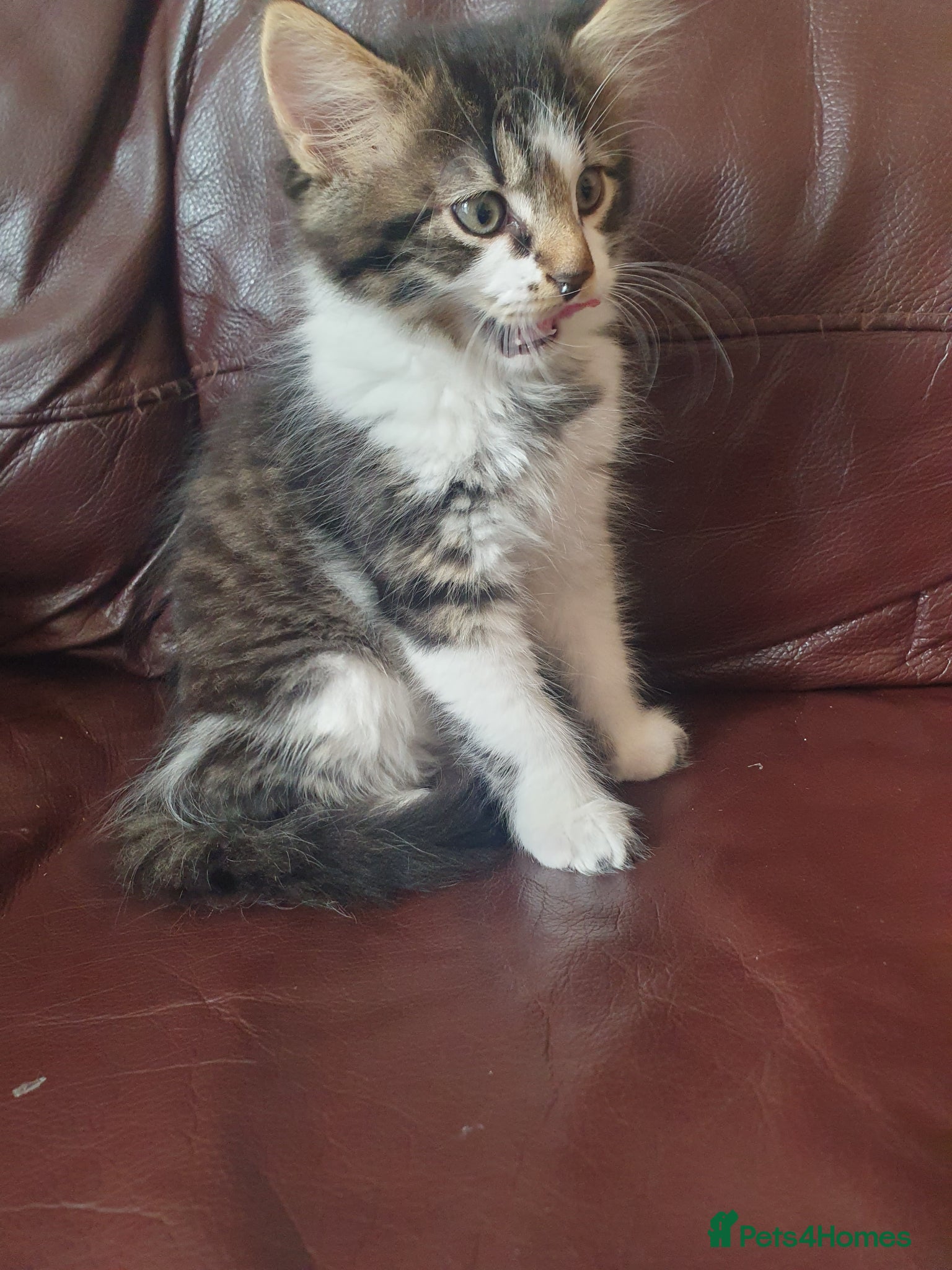 Mixed Breed cats for sale: Beautiful Mix Breed - Advert 11