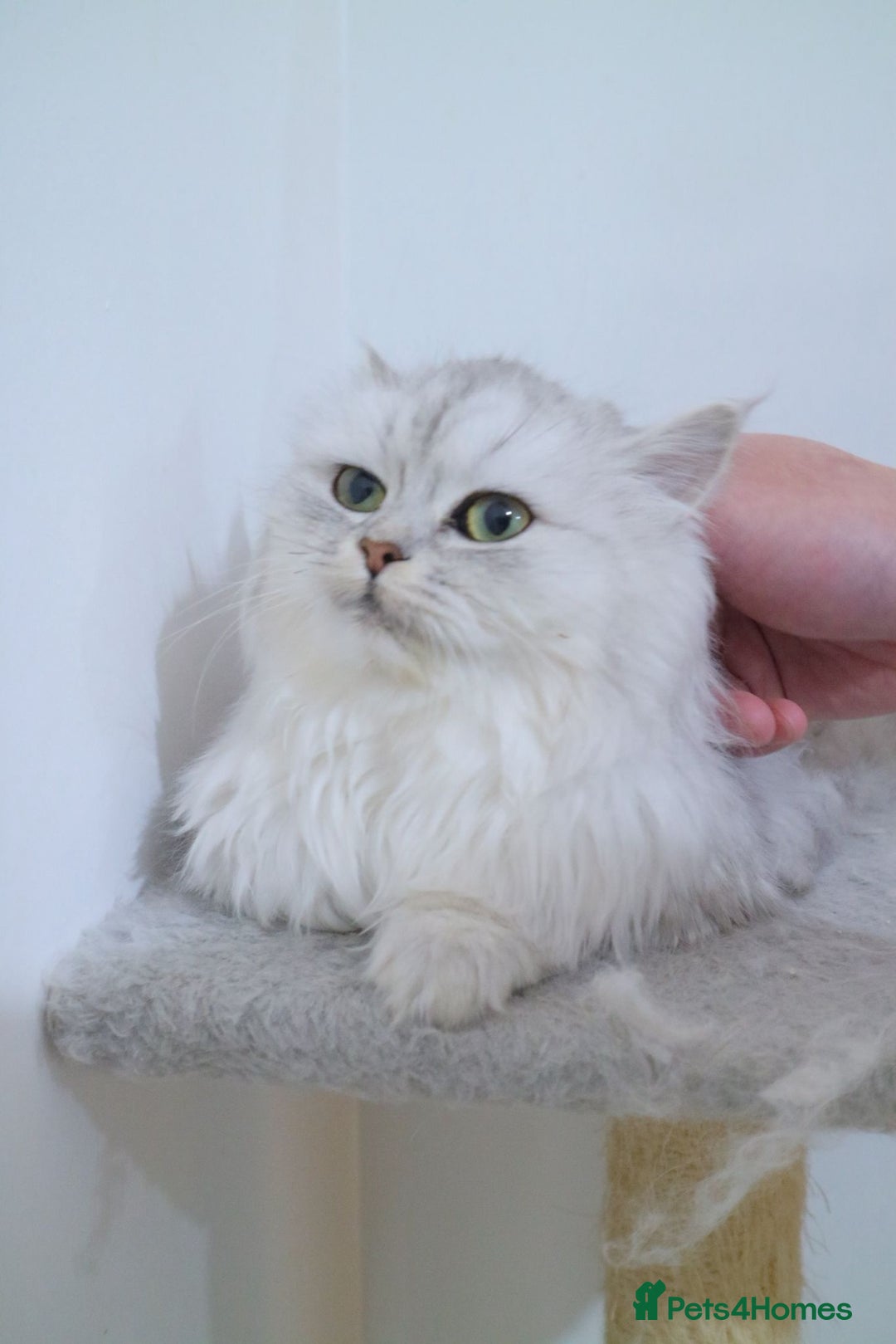 Persian cats for sale: Persian kitten 2 boys and 1 girl left - Advert 8