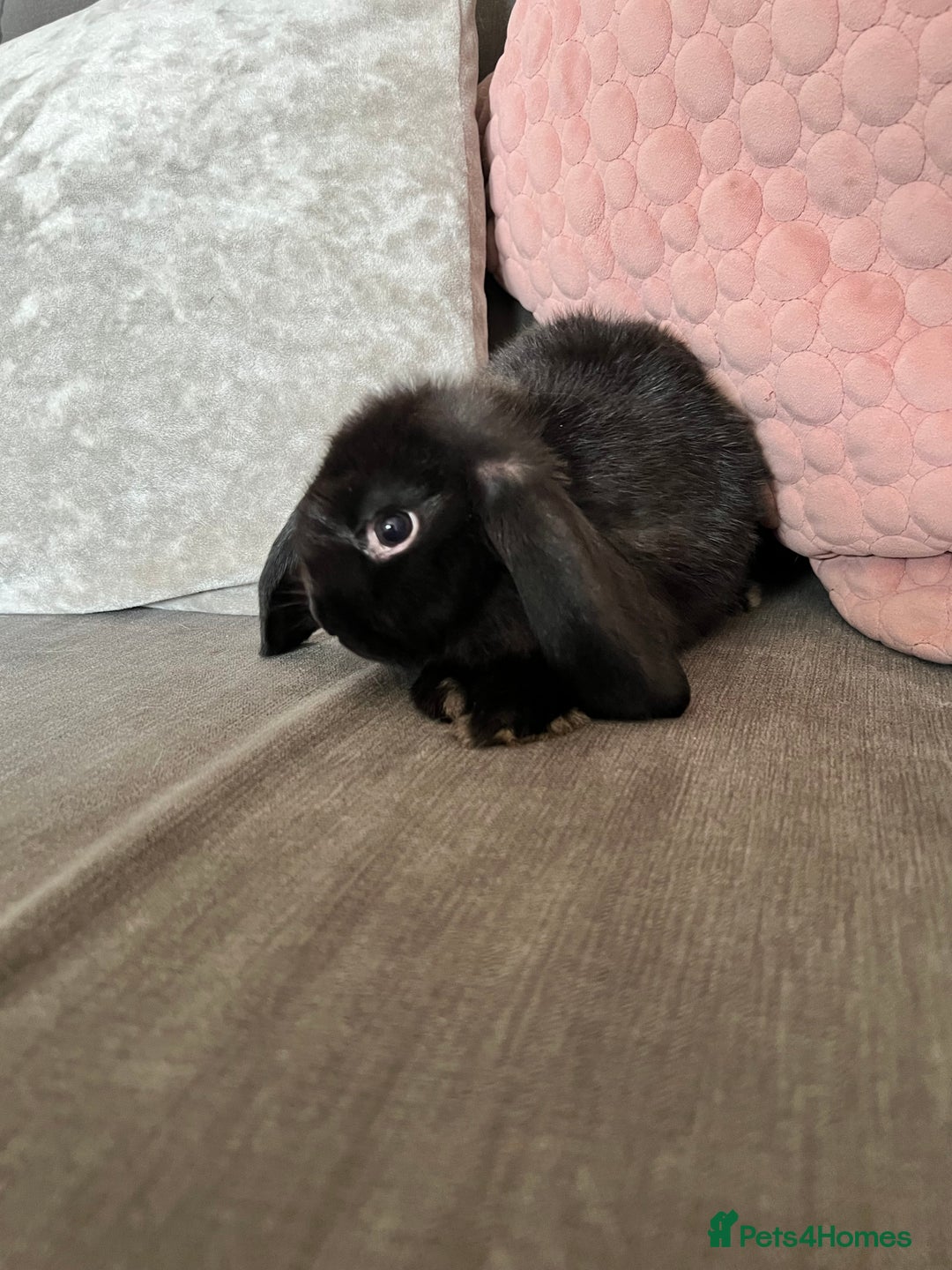 Mini Lop rabbits for sale: Beautiful mini lop rabbits for sale - Image 13
