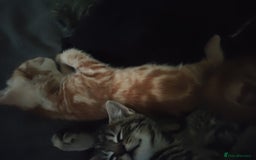 Mixed Breed cats for sale: Adorable playful kittens - Image 6