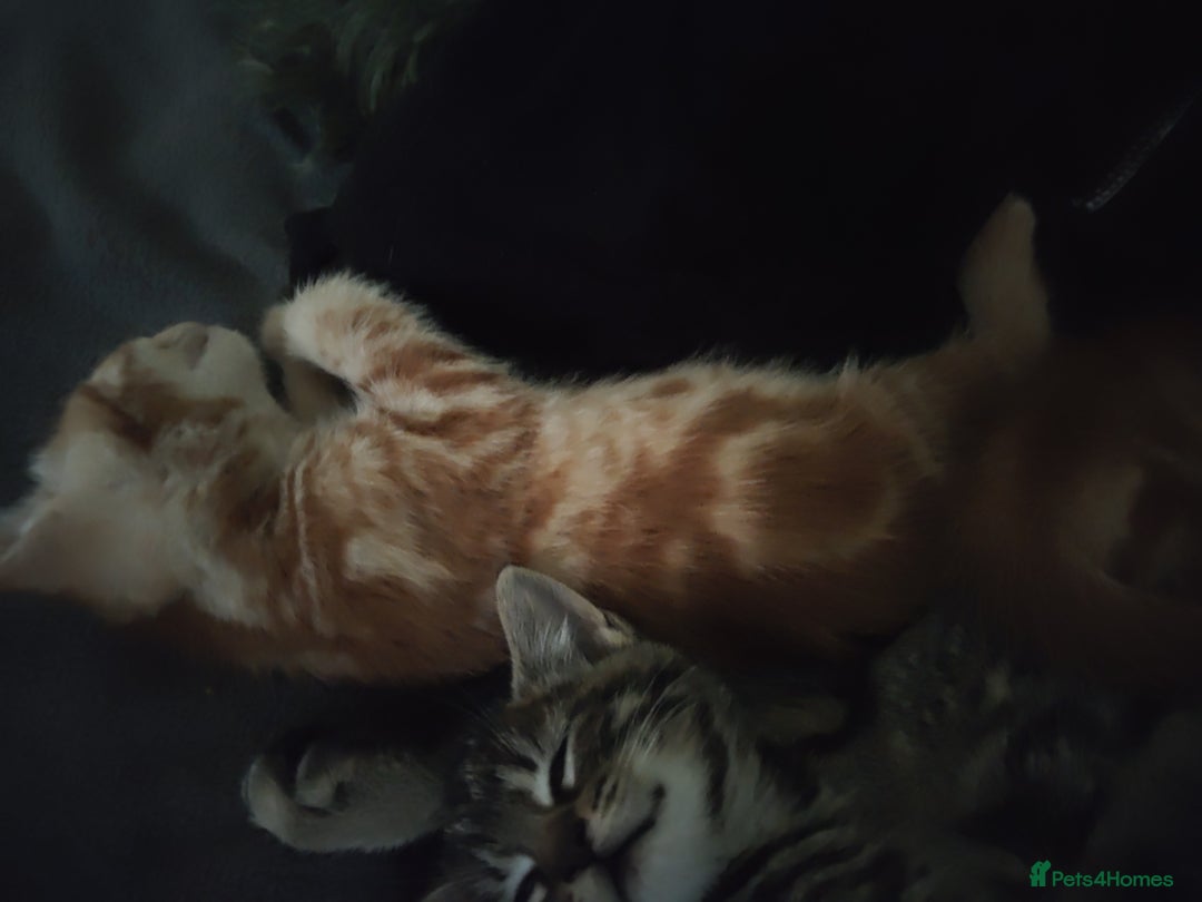Mixed Breed cats for sale: Adorable playful kittens - Image 6