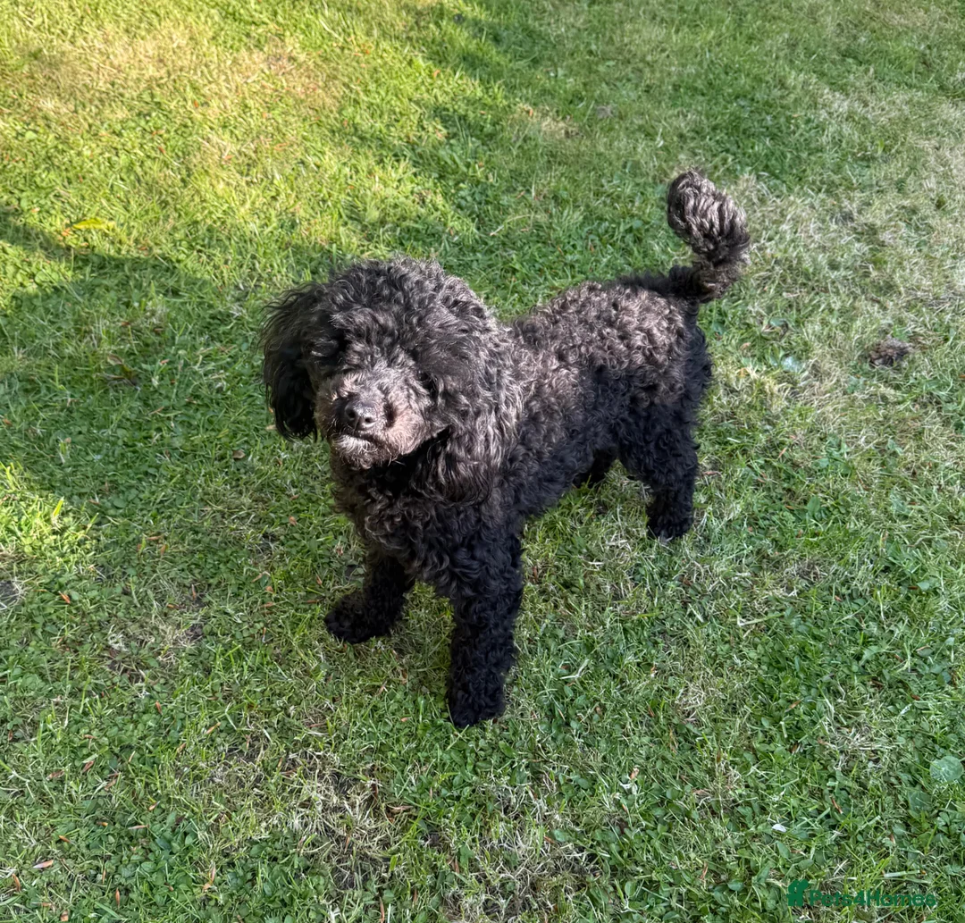 Toy Poodle dogs for sale: Beautiful Toy Poodle  - Advert 3