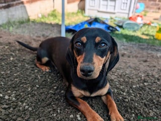 Dachshund dogs - Advert 2