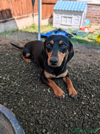 Dachshund dogs - Advert 1