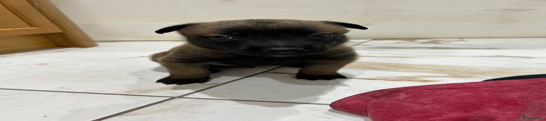 Belgian Shepherd Dog Puppy 6