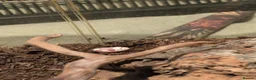 King Snake reptiles for sale: Albino California King Snake  - Advert 3