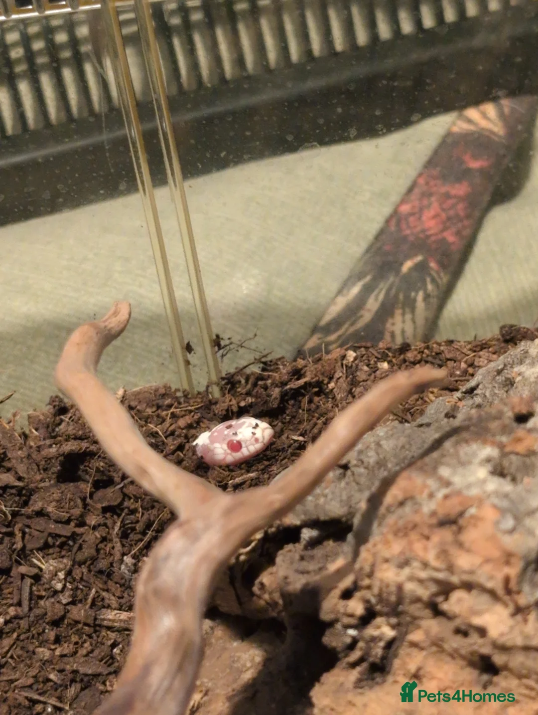 King Snake reptiles for sale: Albino California King Snake  - Advert 3