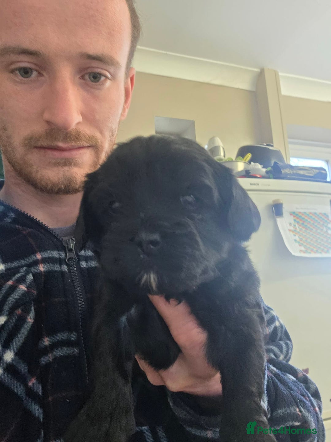 Mixed Breed dogs for sale: Cava-tzu also nown as Shipoo - Advert 2