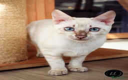 Bengal cats for sale: Champion line Superb Bengal Kittens  - Image 3
