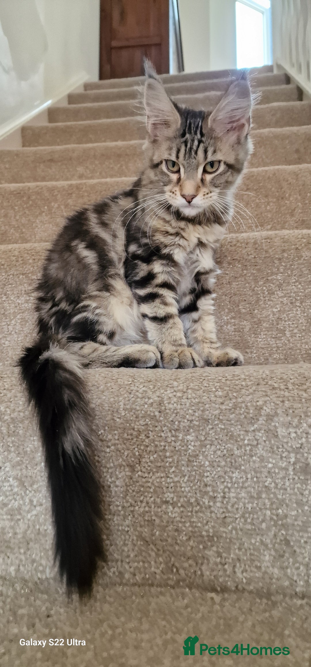Maine Coon cats for sale: Pure Maine coon - Image 4