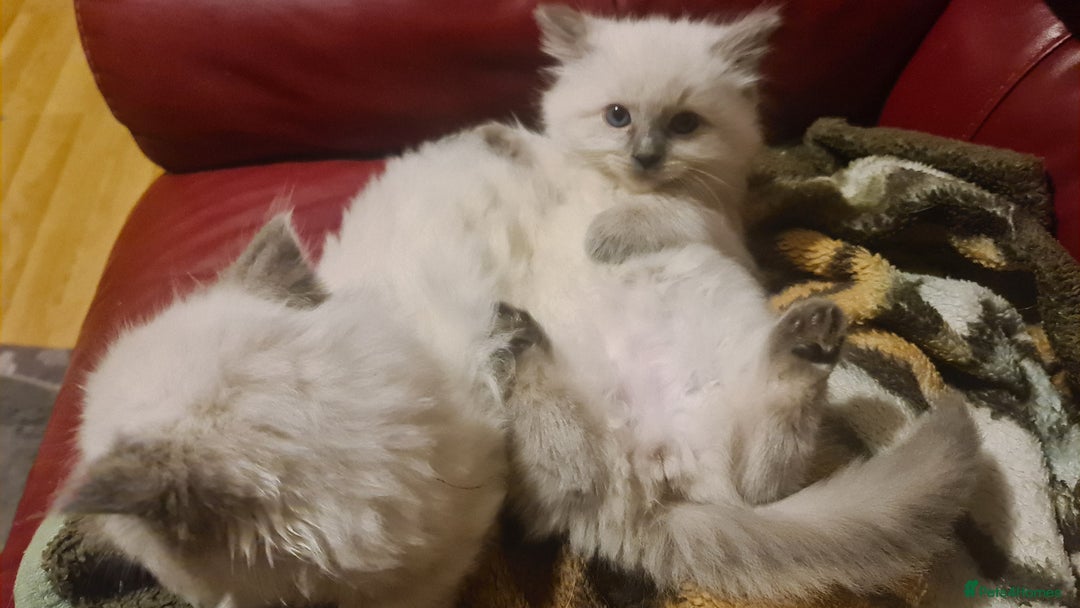 Ragdoll cats for sale: GCCF registered ragdoll kittens - Advert 14