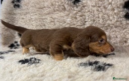 Miniature Dachshund dogs for sale: Miniature dachshund - Image 4