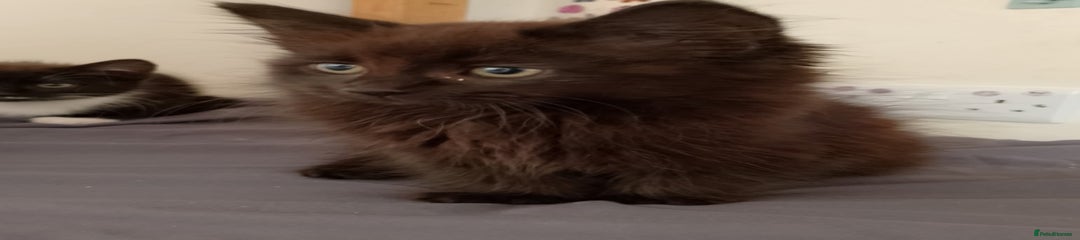 Mixed Breed Kitten 2