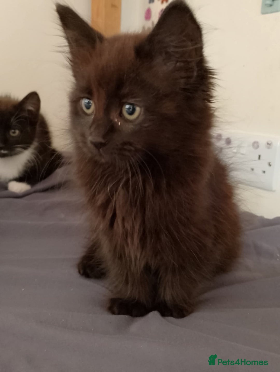 Mixed Breed cats for sale: Female kittens for sale  - Image 2