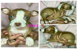 Mixed Breed dogs for sale: Siberian Husky x Pocket Bully's - Advert 19