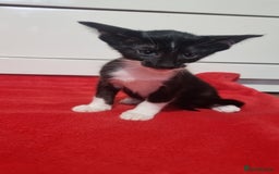 Oriental cats for sale: Oriental kittens - Advert 4