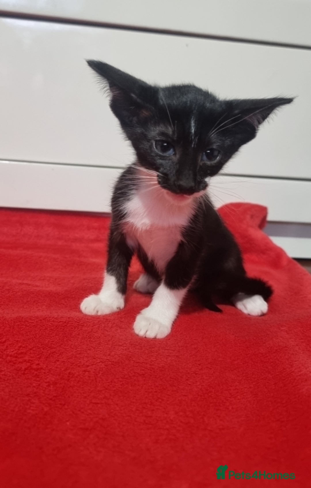 Oriental cats for sale: Oriental kittens - Advert 4