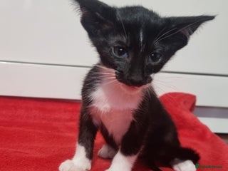 Oriental cats - Advert 4