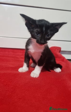 Oriental cats - Advert 4