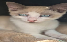 Snowshoe cats for sale: Stunning pedigree blue point Snowshoe kittens  - Image 4